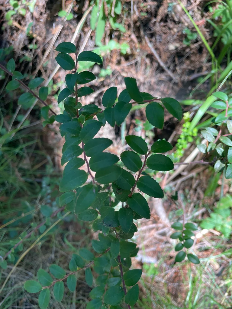 Vaccinium Ovatum