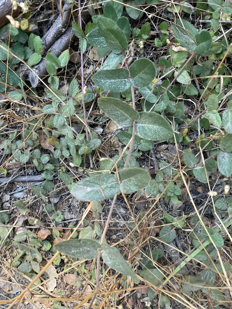 Lonicera Hispidula