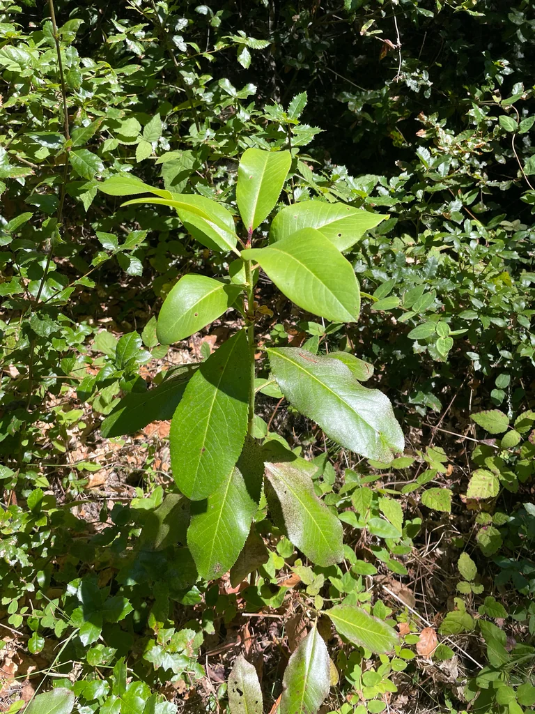 Arbutus Menziesii
