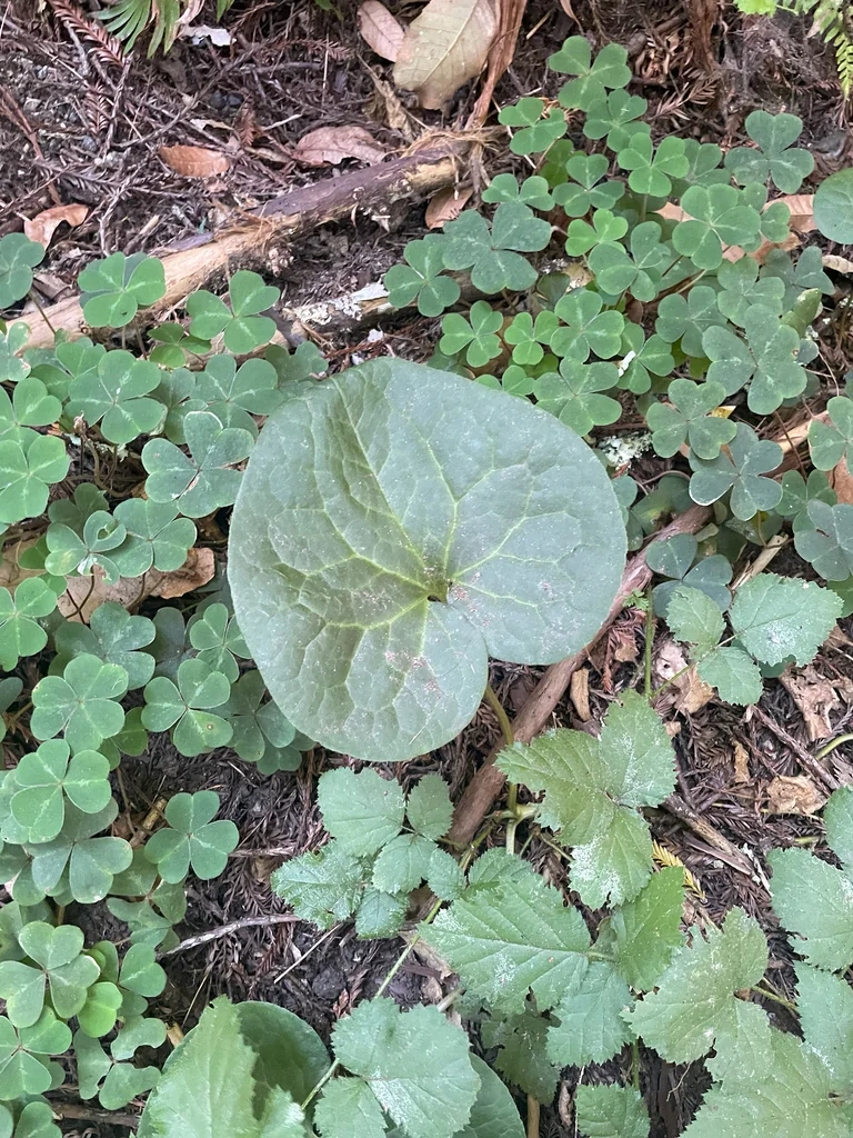 Asarum Caudatum
