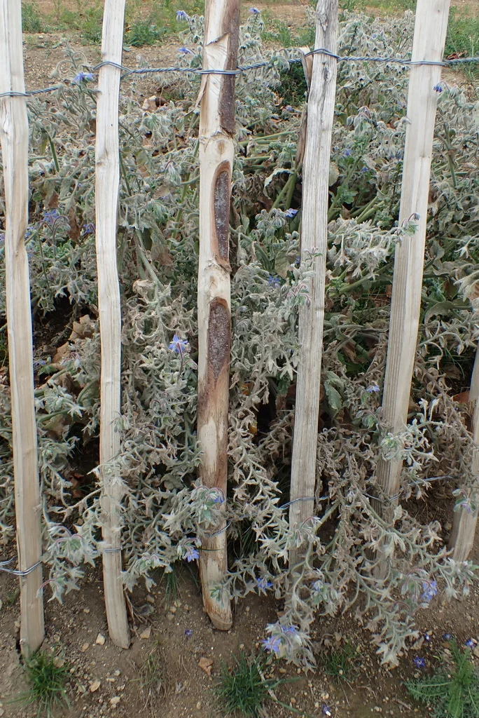 Borago Officinalis