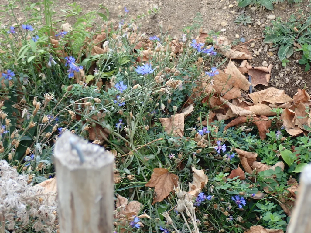Centaurea Cyanus