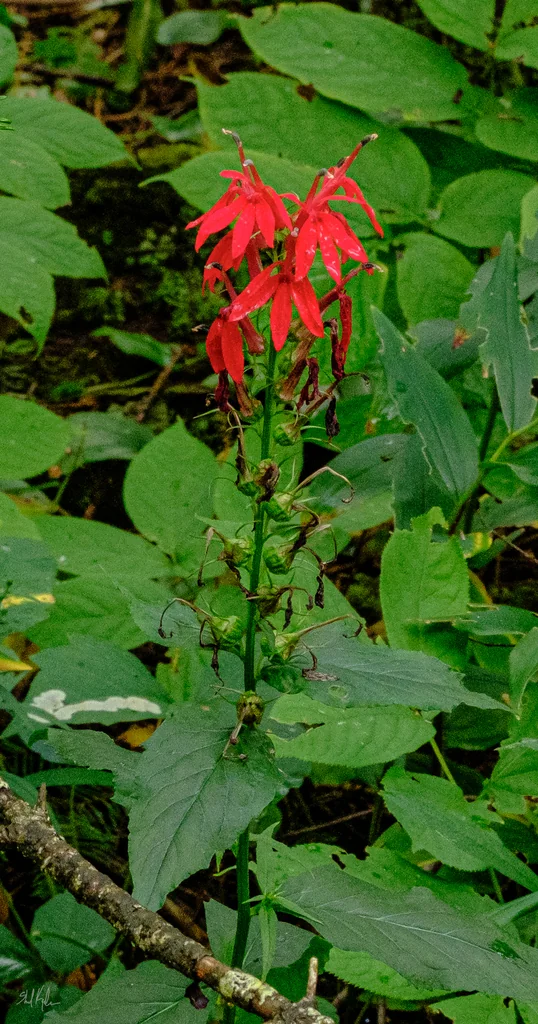 Lobelia Cardinalis