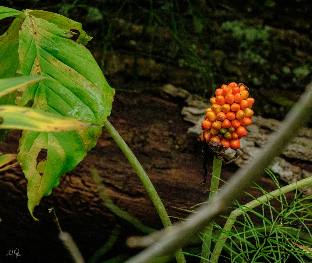 Arisaema Triphyllum