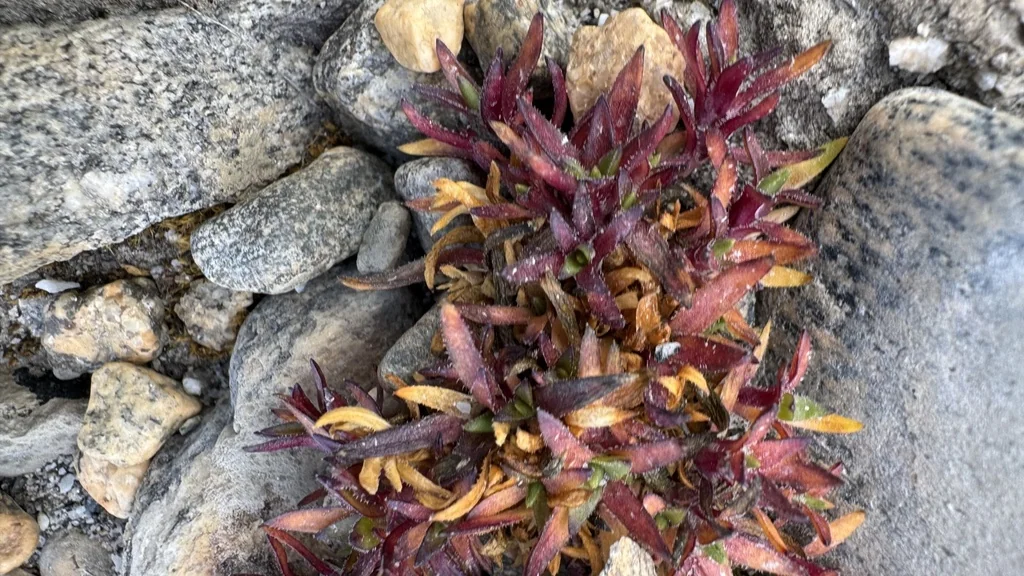 Silene Acaulis