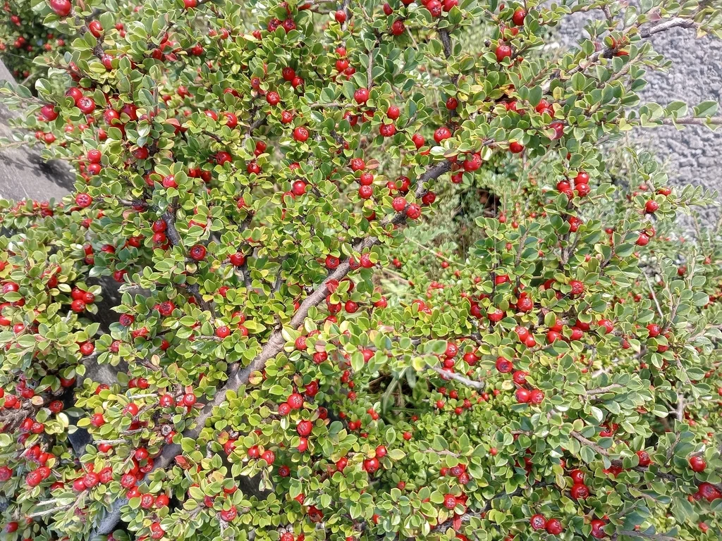 Cotoneaster Horizontalis
