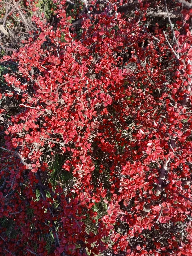 Cotoneaster Horizontalis