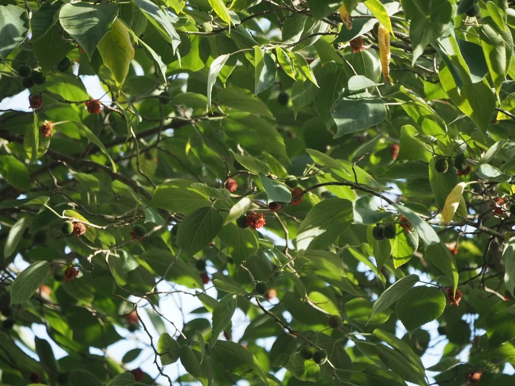 Broussonetia Papyrifera
