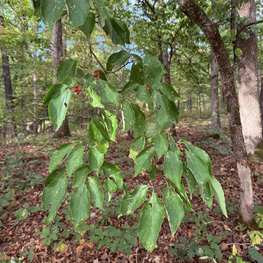 Cornus Florida