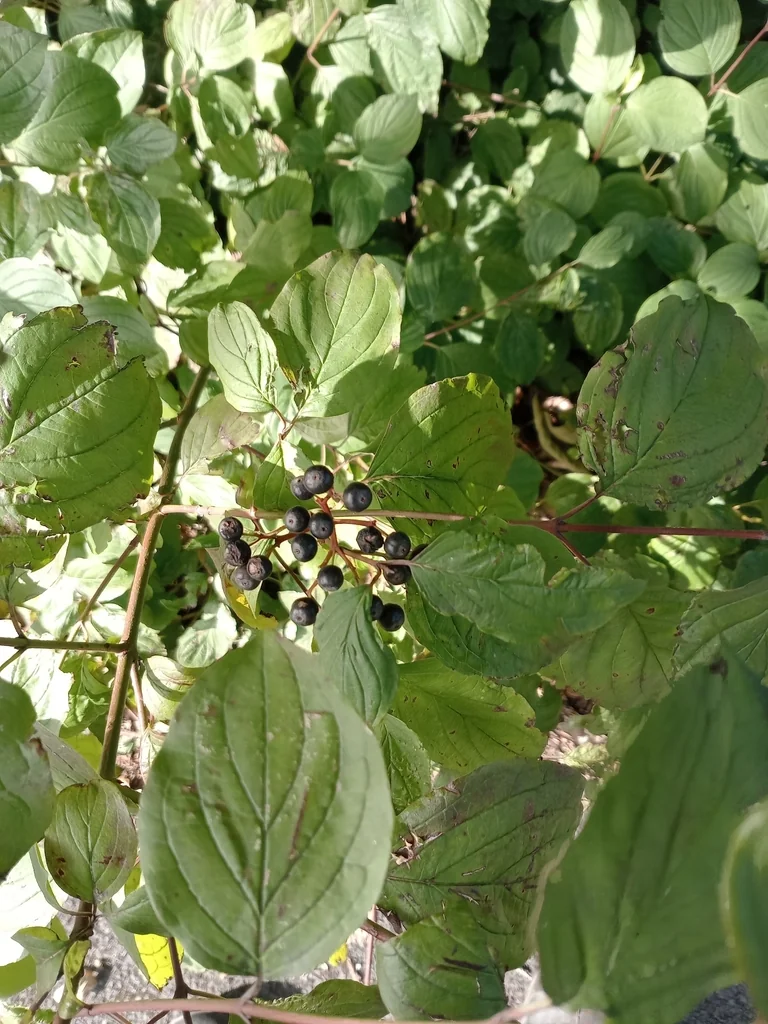 Cornus sanguinea