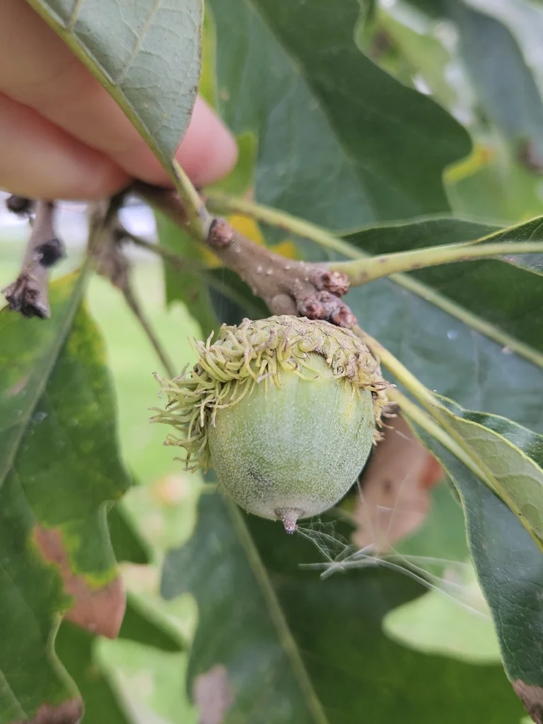 Quercus Macrocarpa