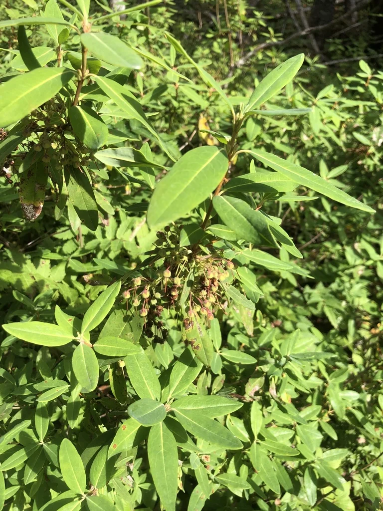 Kalmia Angustifolia