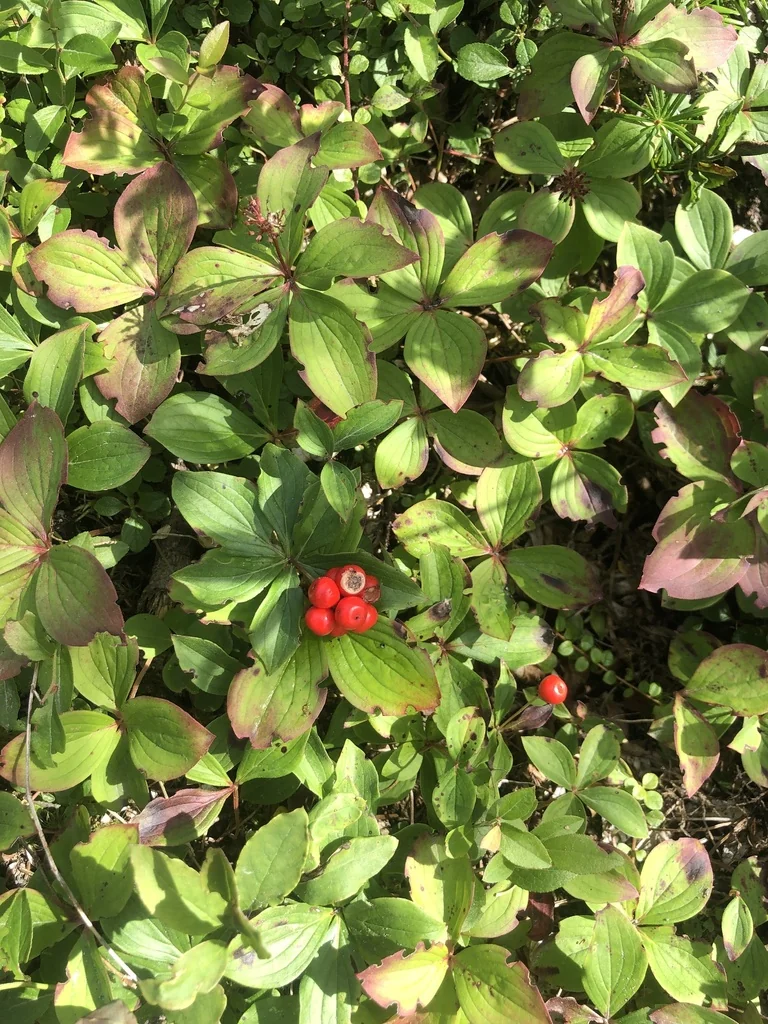 Cornus Canadensis