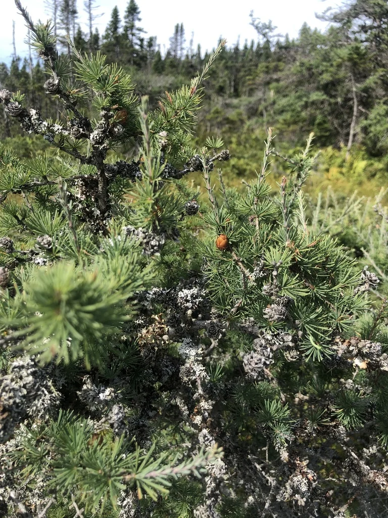 Larix Laricina