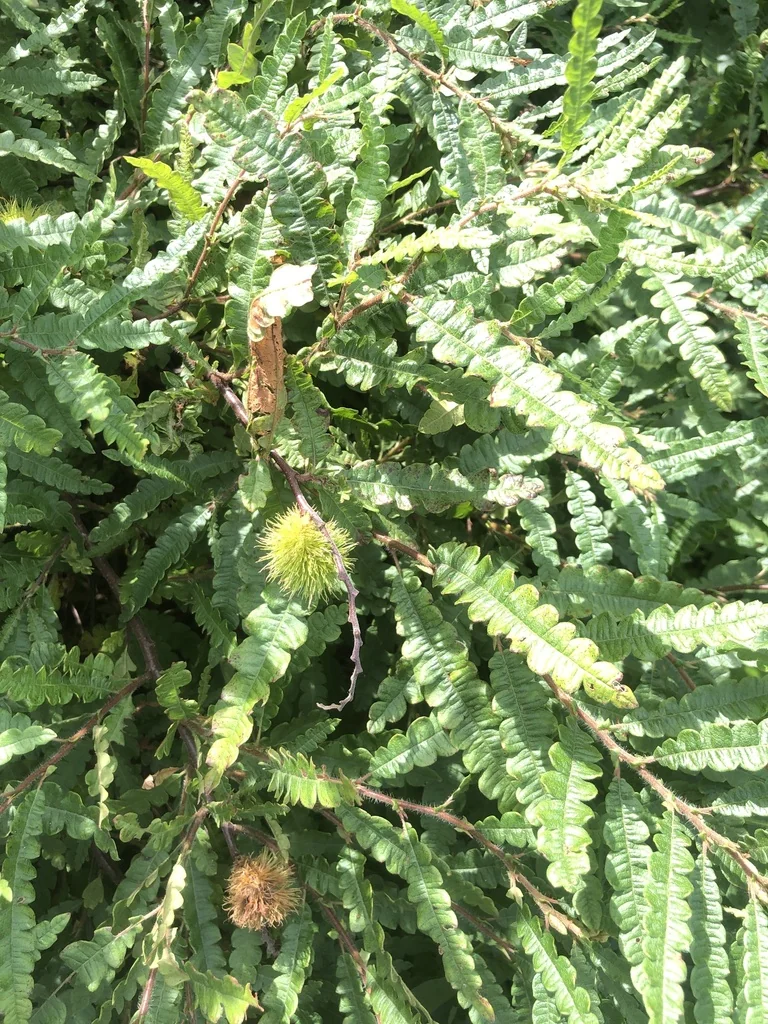 Comptonia Peregrina