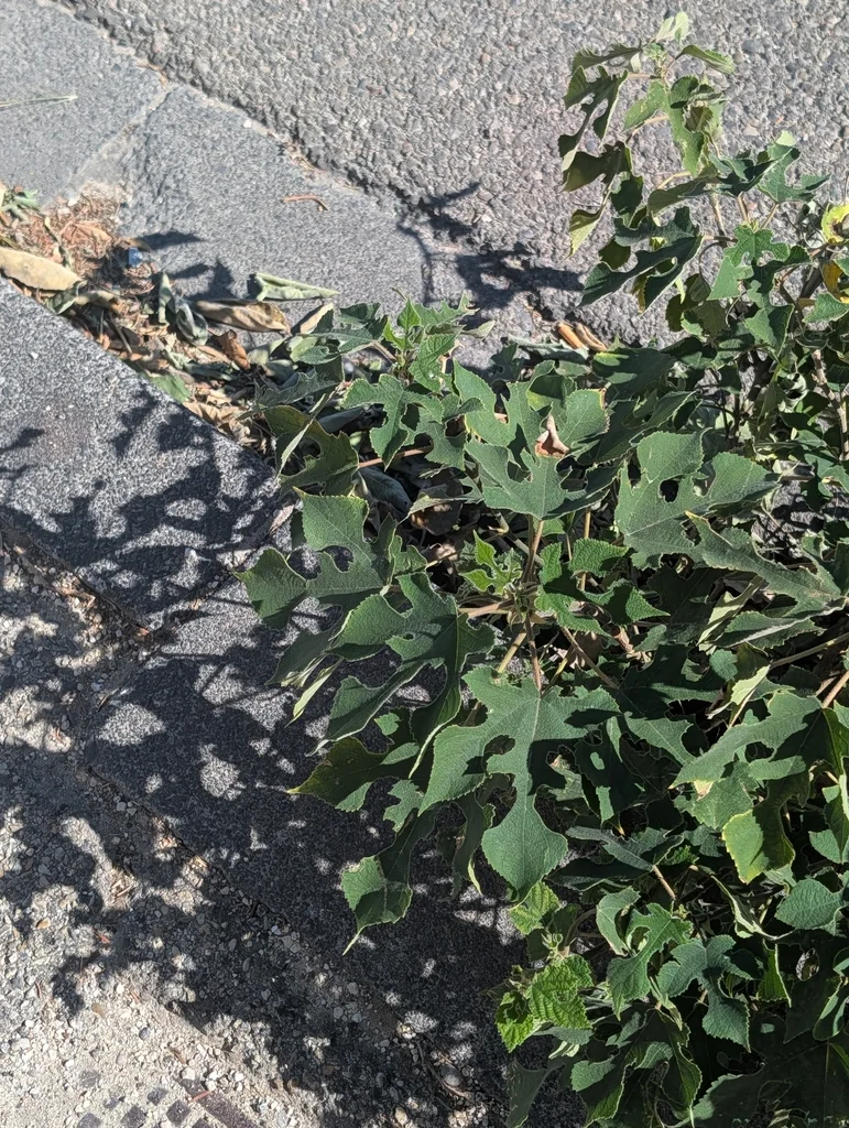 Broussonetia Papyrifera