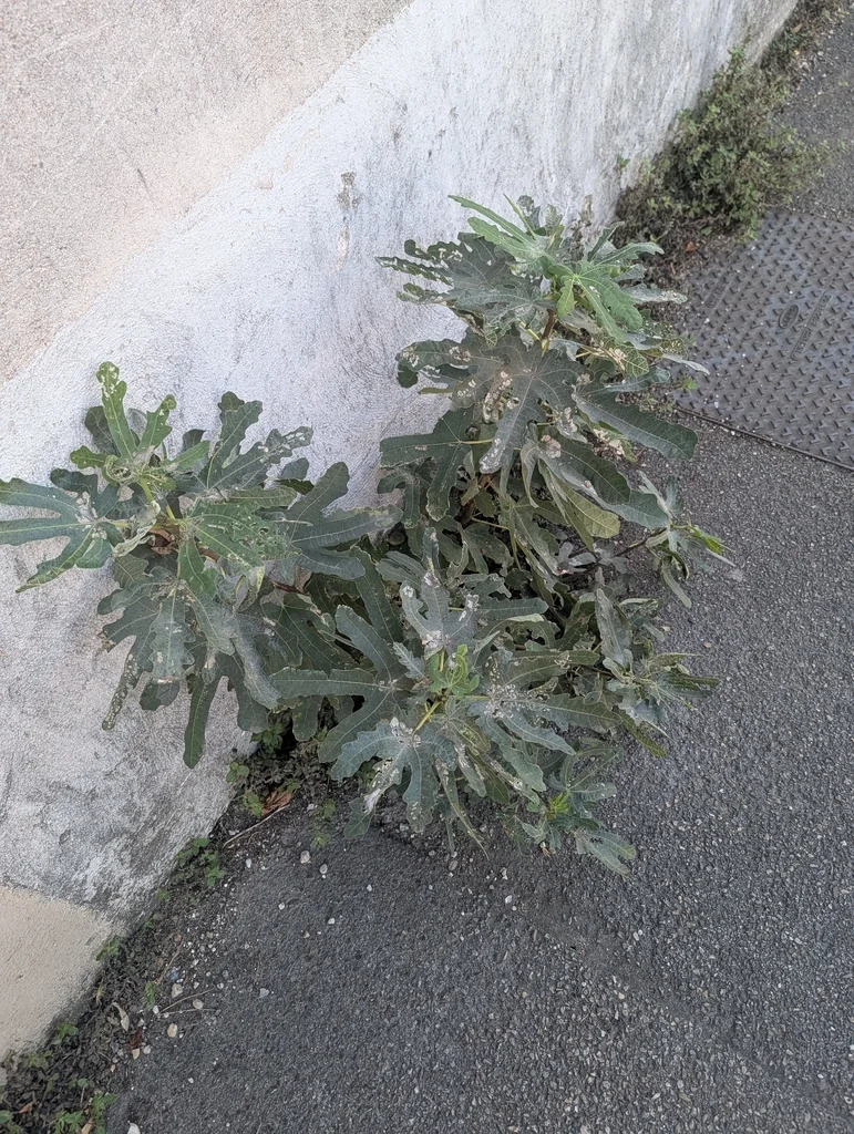 Ficus Carica