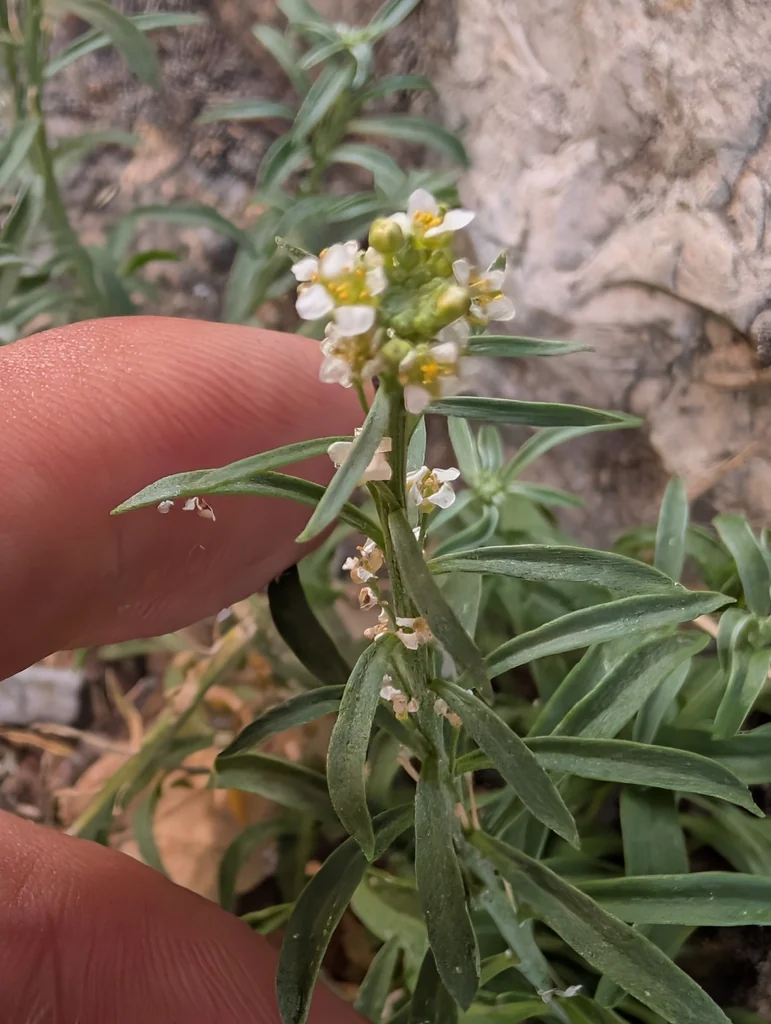Lobularia maritima