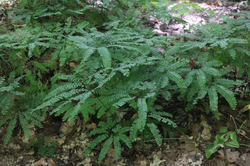 Adiantum Pedatum