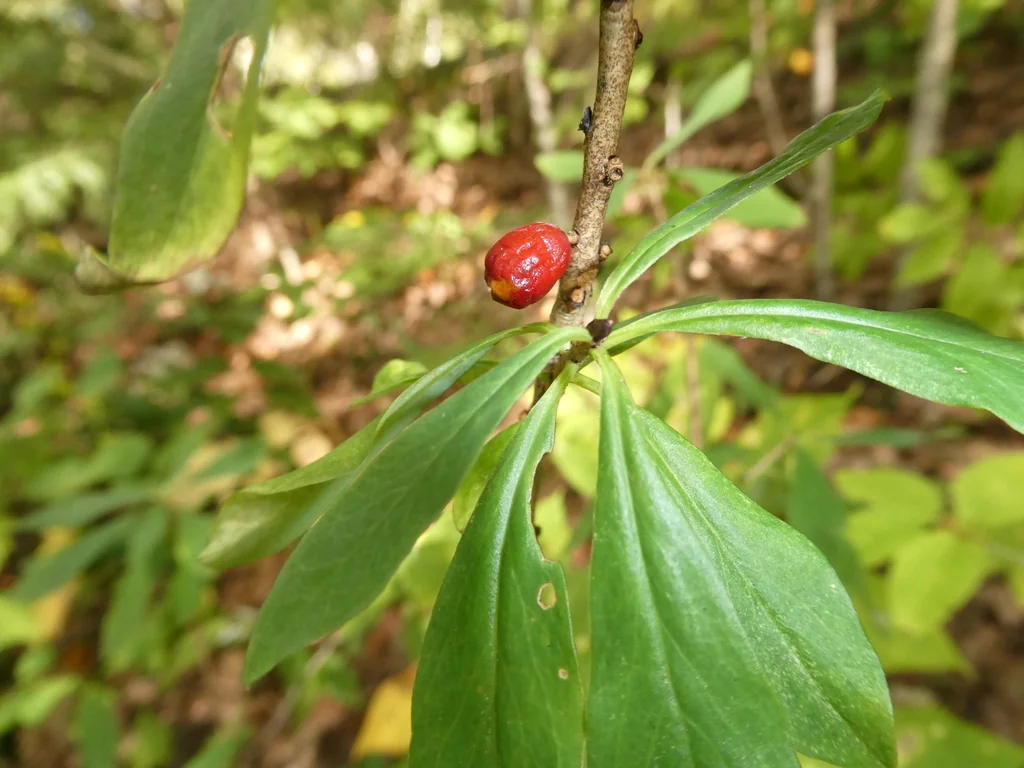 Daphne Mezereum