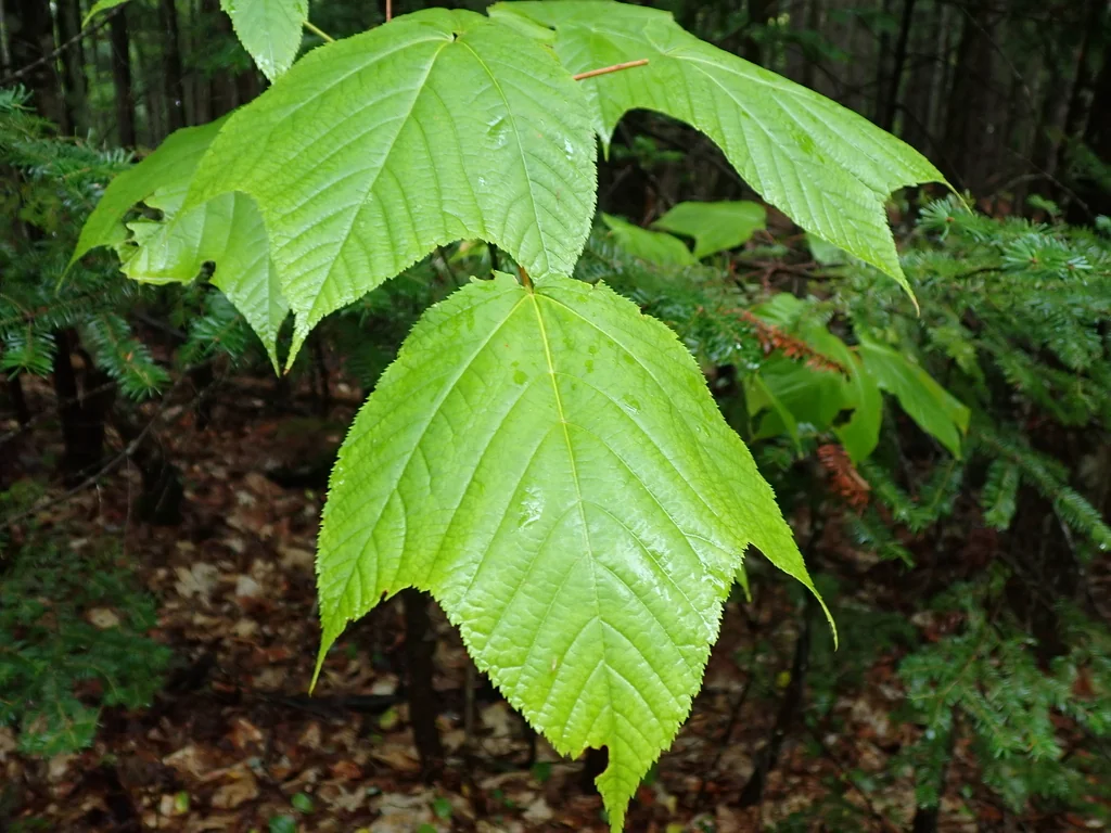 Acer Pensylvanicum
