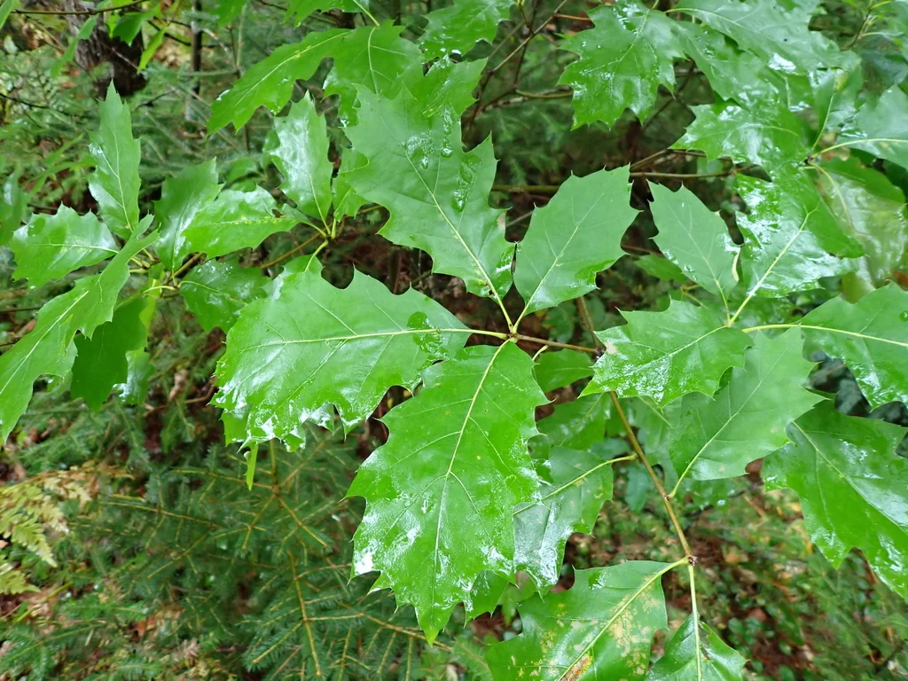 Quercus Shumardii