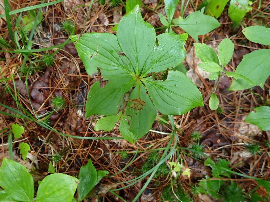 Cornus Canadensis