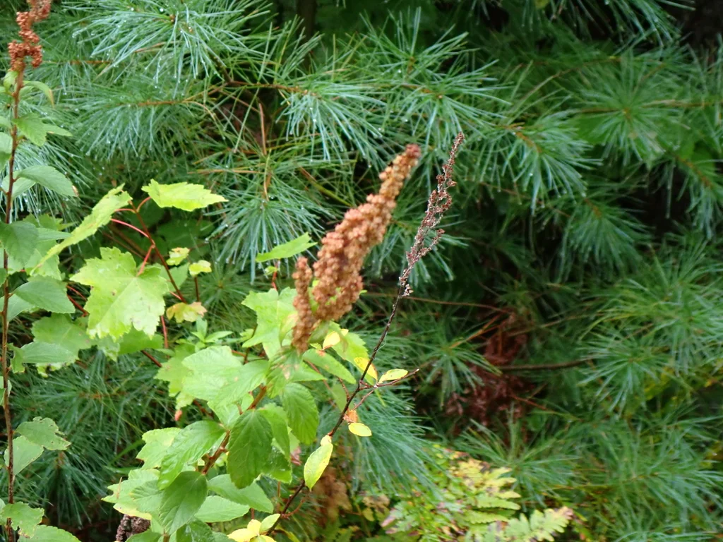 Spiraea Tomentosa