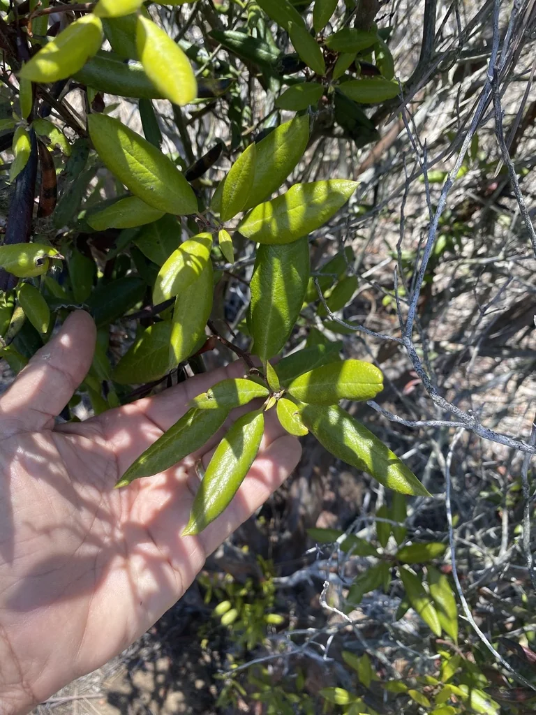 Xylococcus bicolor