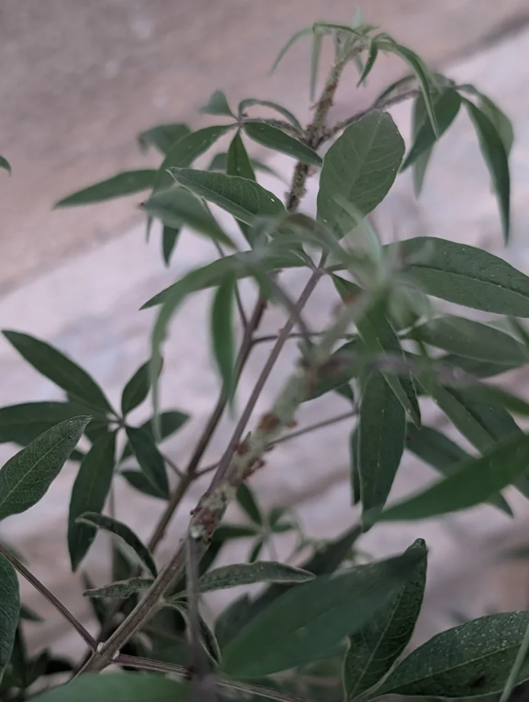Vitex Agnus-Castus