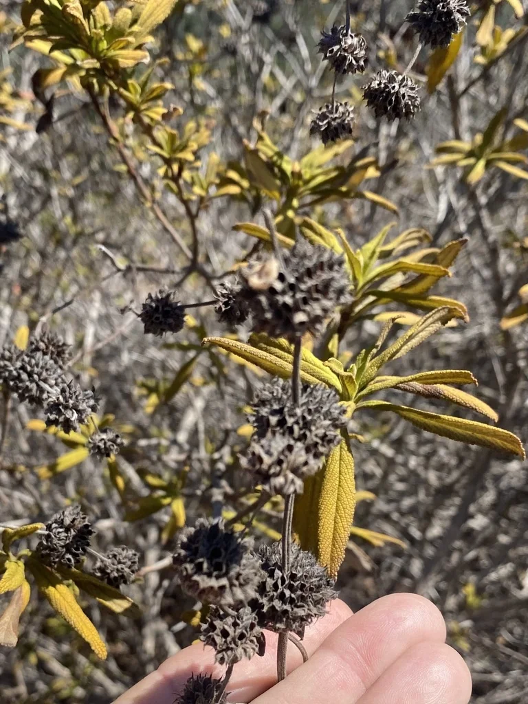 Salvia Mellifera