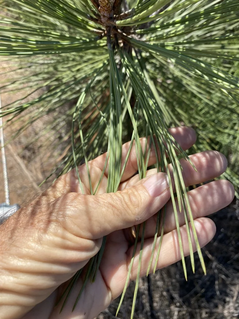 Pinus Torreyana
