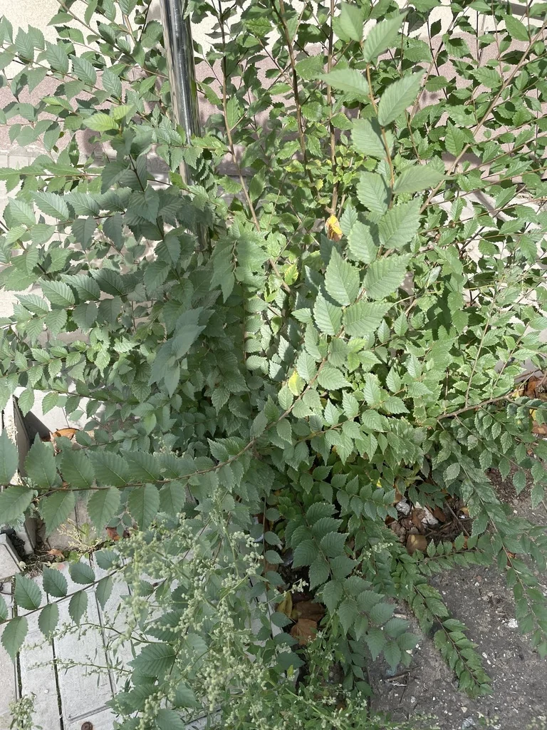 Ulmus Pumila