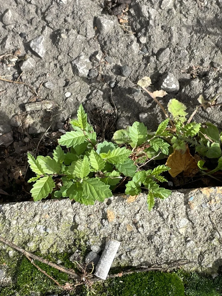 Ulmus Pumila
