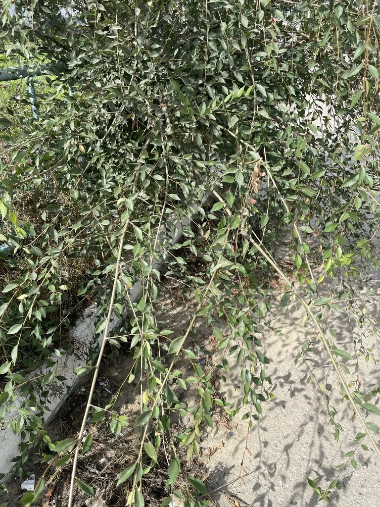 Ulmus Pumila