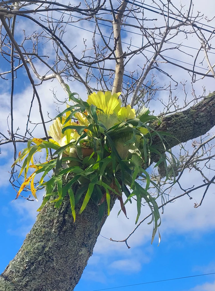 Platycerium bifurcatum