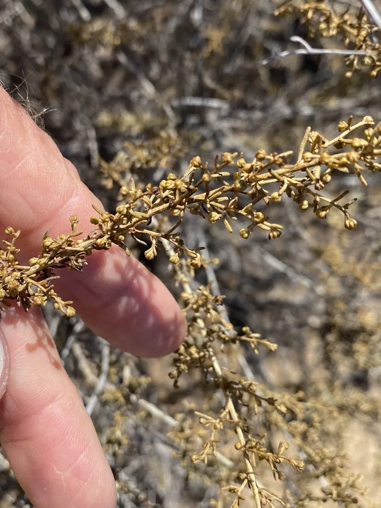 Artemisia Californica