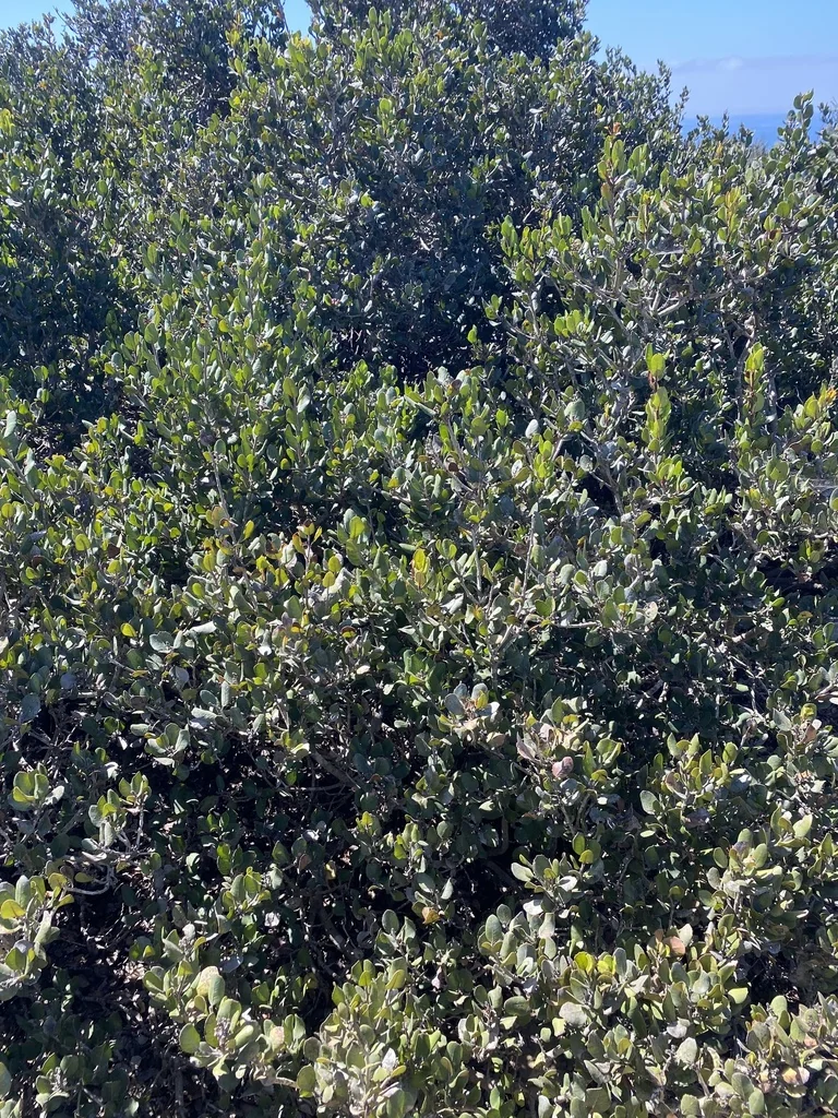 Rhus Integrifolia
