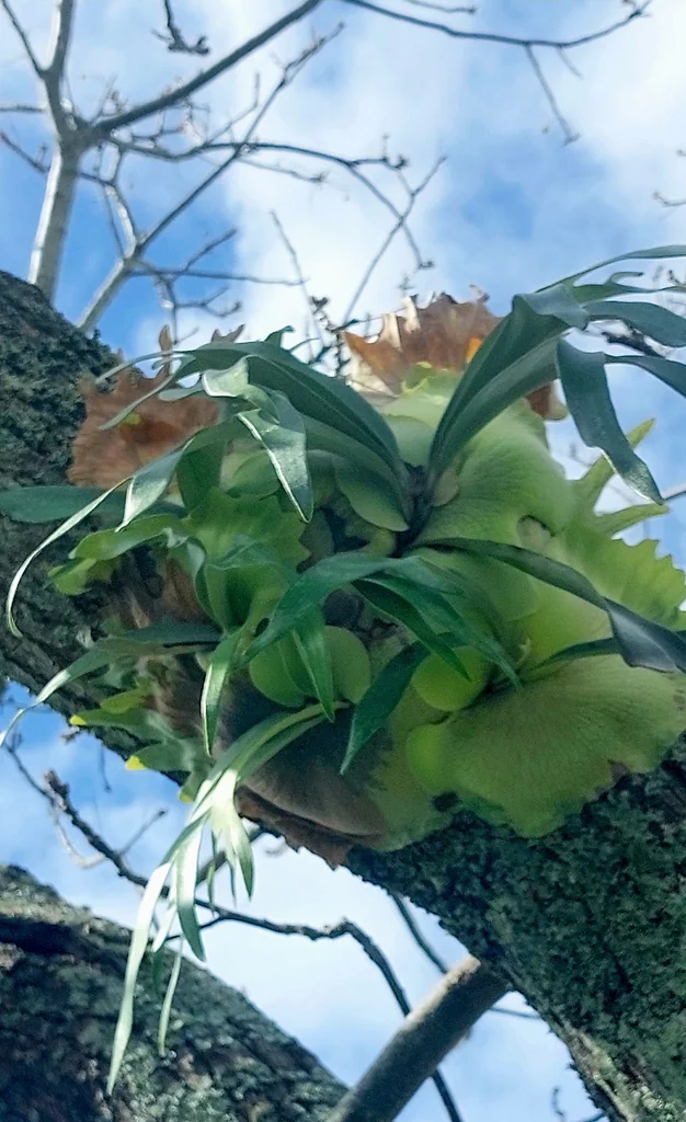 Platycerium bifurcatum