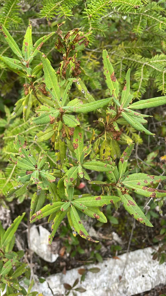 Kalmia Angustifolia
