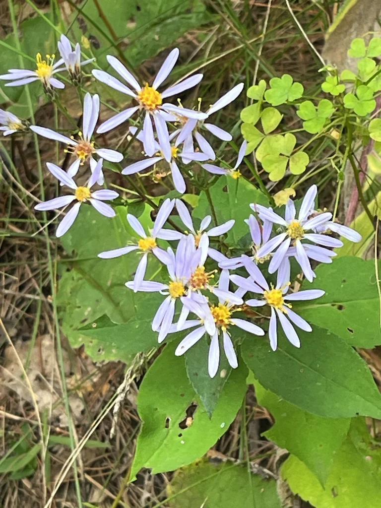 Aster Macrophyllus