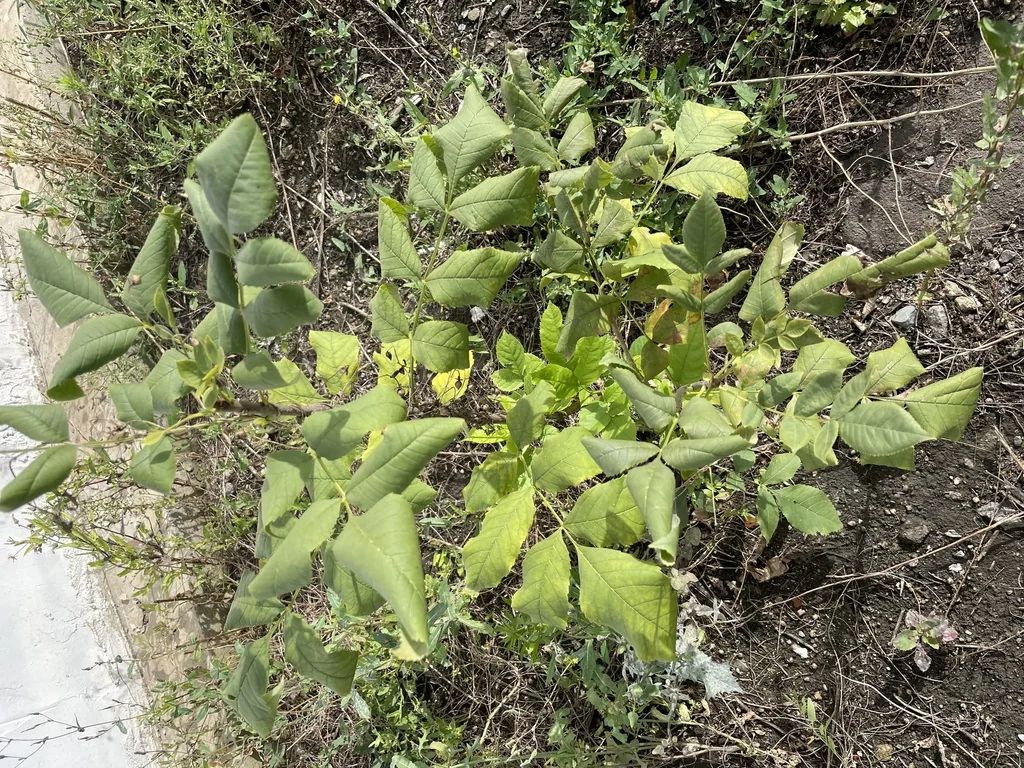 Fraxinus Pennsylvanica