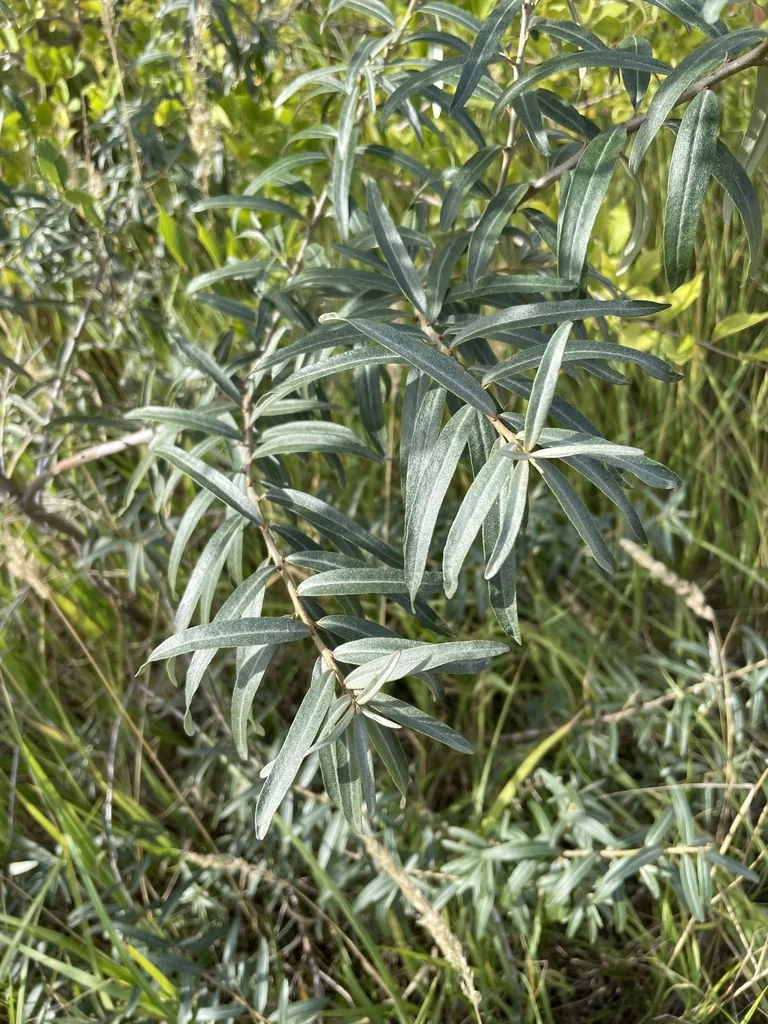 Hippophae Rhamnoides