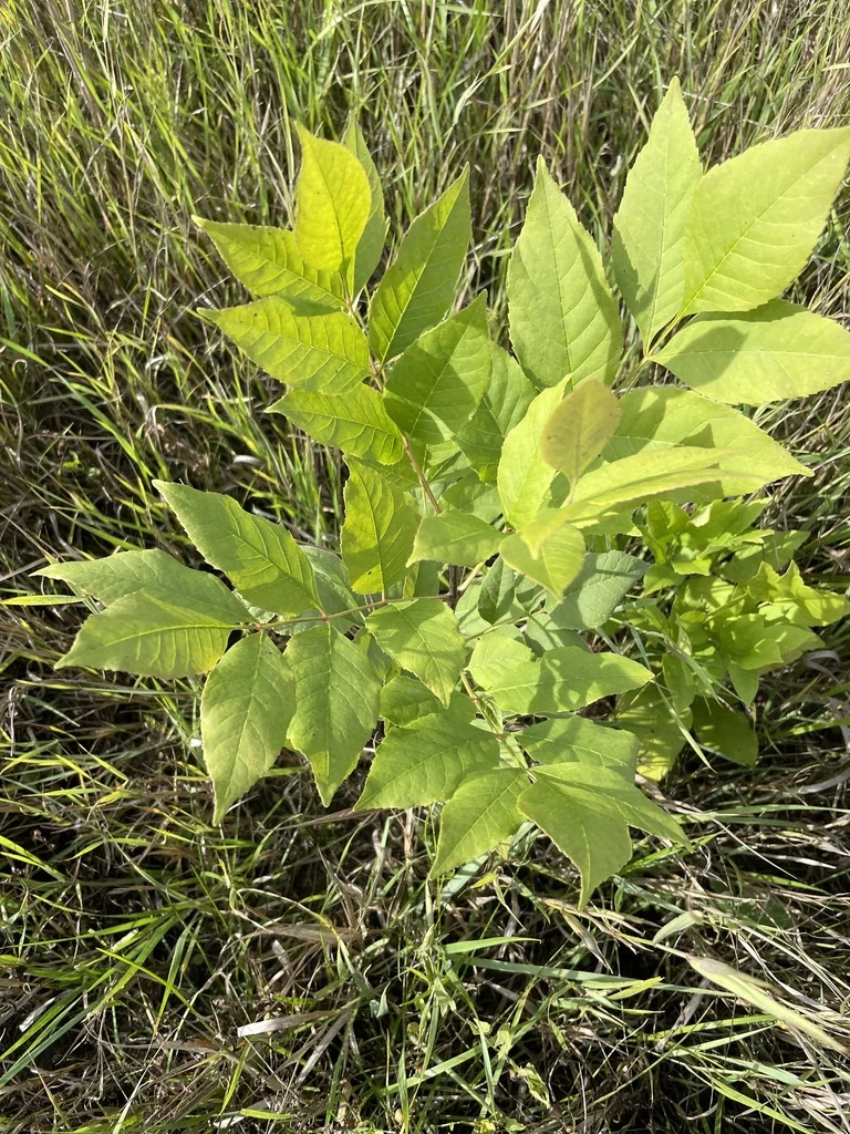 Fraxinus Pennsylvanica