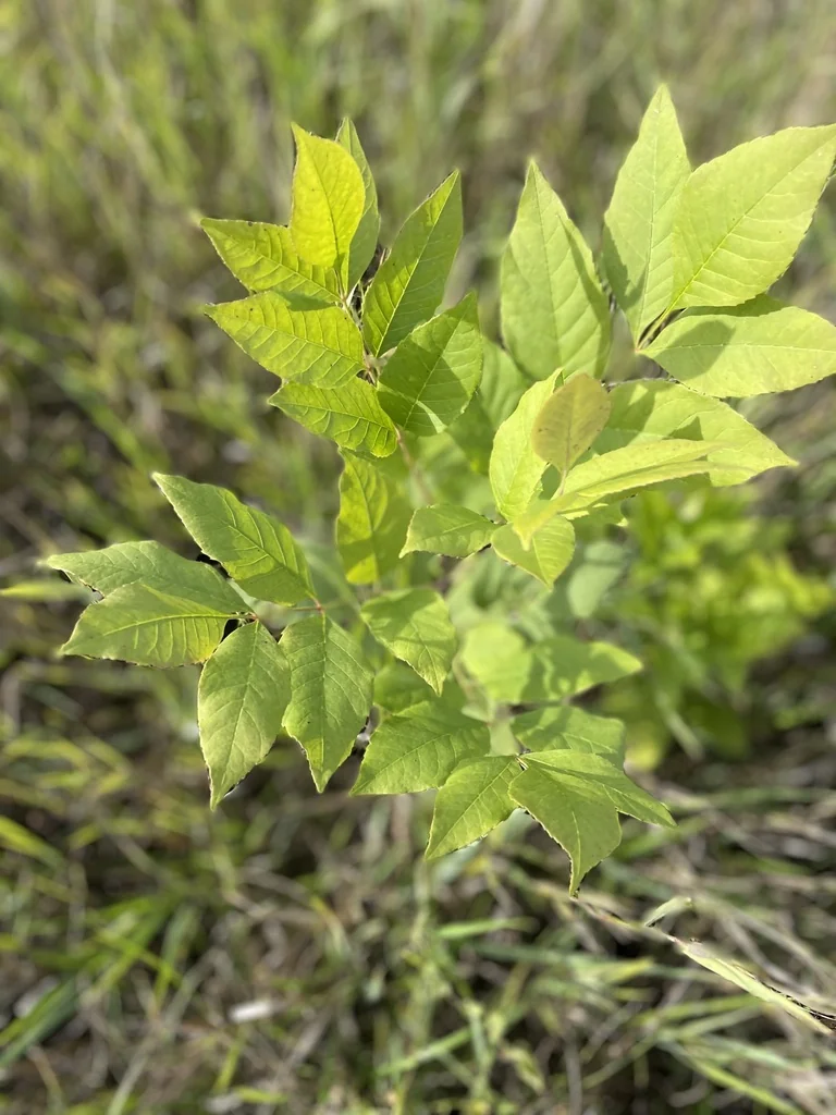 Fraxinus Pennsylvanica