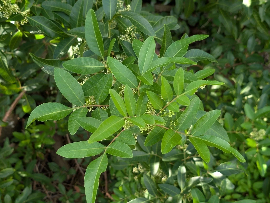 Schinus Terebinthifolius