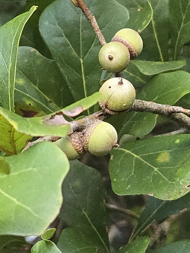 Quercus Phellos