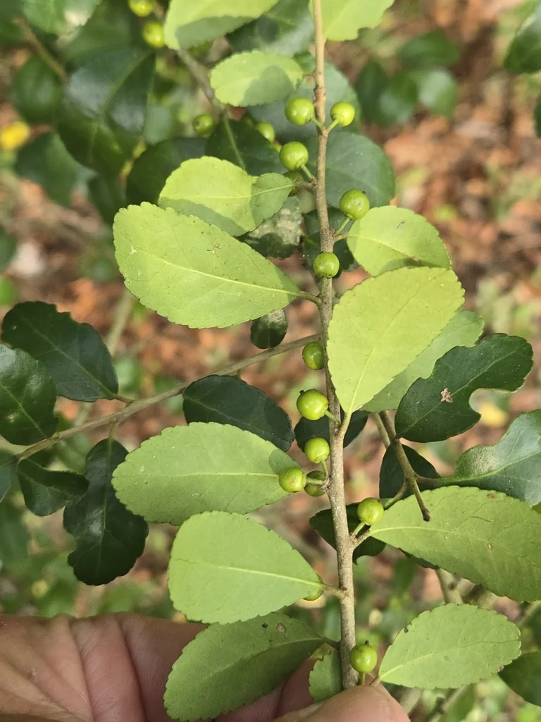 Ilex Vomitoria