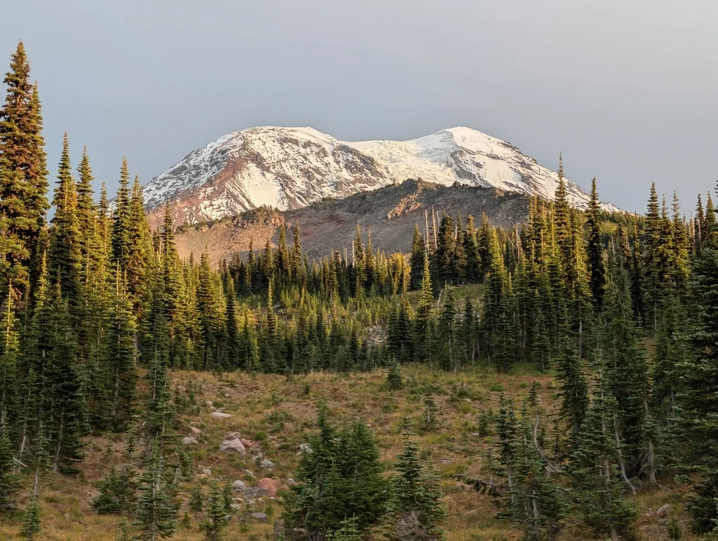 Abies Lasiocarpa
