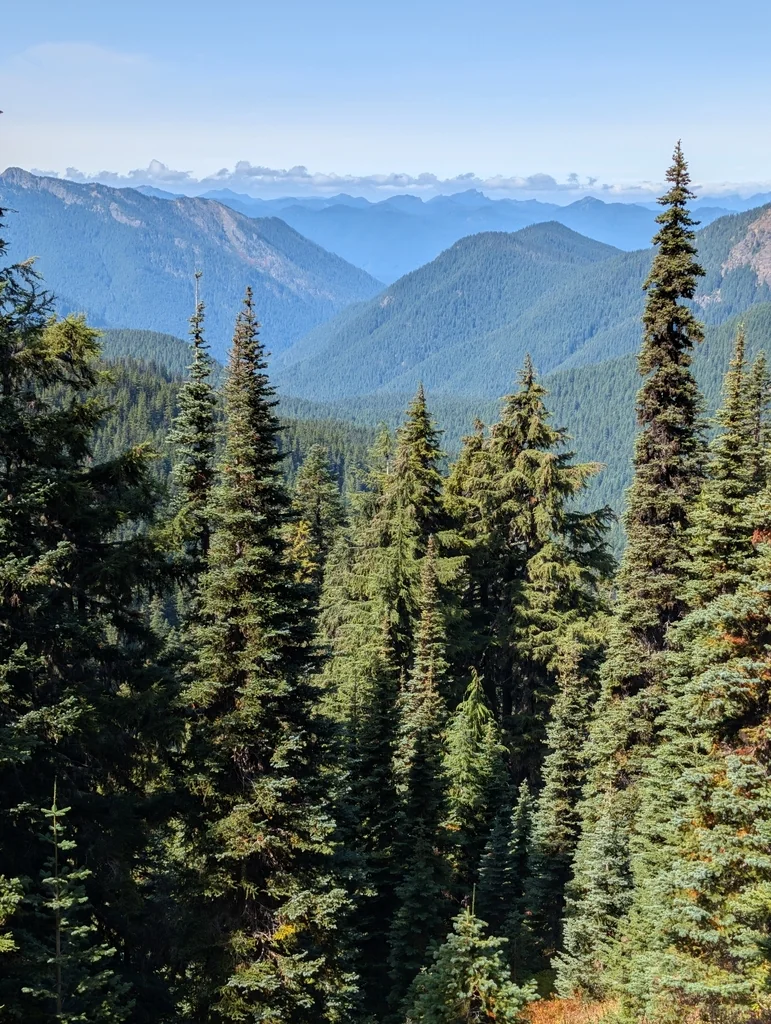 Abies Lasiocarpa